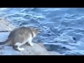 Кот поймал рыбу. Смешные животные