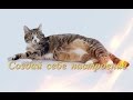 . Смешное видео про животных.Кошки,собаки Позитив,Создай себе настроение