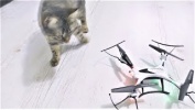 ПРИКОЛЫ С КОТАМИ — Смешные коты и кошки 2018
