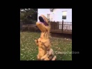 Приколы. Прикольное видео. Смешное видео. Самое смешное видео в мире. Самые смешные приколы. #116