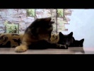 Funny Crazy Cats 2016 #34 | Смешные Сумасшедшие Кошки 2016 #34