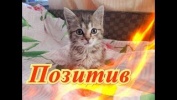 Приколы про кошек. Собаки. Для детей, Fanny animals Создай себе хорошее настроение
