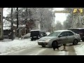 Дуэль тамбовских котов