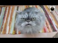 САМЫЕ СМЕШНЫЕ ПРИКОЛЫ за СЕНТЯБРЬ 2013 !!! (Часть 1)