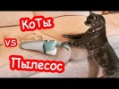 Смешные коты 2017 ТОПовая Подборка страх им не пис