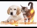 Приколы про животных Для детей. Позитив. Fanny animals. Создай себе хорошее настроение