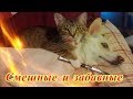Прикольные животные видео Кошки Собаки Позитив Создай себе хорошее настроение