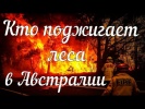Кто поджигает леса?