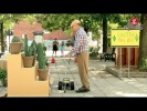 Remote-Controlled Car Pushes Old Man Into Cactus