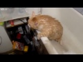 Приколы  Толстый кот в ванной