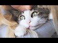Поцелуй кота на День Влюблённых