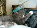 Кот и попугай