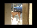 Лучшее с инета за неделю. ChooDuck #14 Zap Web (Funny compilation) 24/11/12