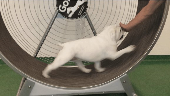 gifs_00.jpg