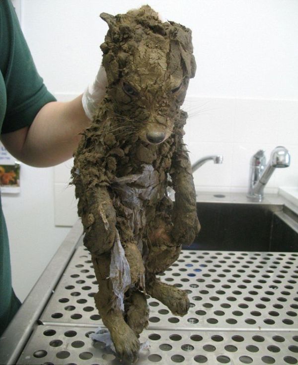 fox_caked_in_mud_rescued_from_hole_01.jpg