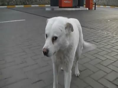 dog_at_azs3.jpg