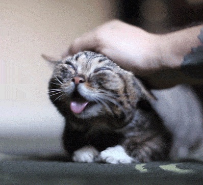 gifs_00.jpg