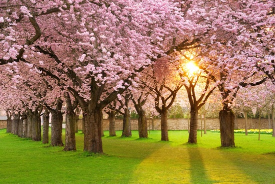 sakura.jpg
