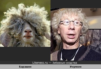 ukupnik_sheep_0.jpg